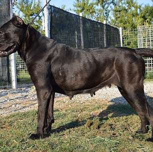 Cães de guarda: raças que unem proteção, lealdade e inteligência