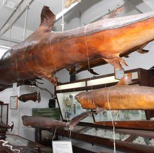 Museus em Santos apresentam curiosidades do oceano