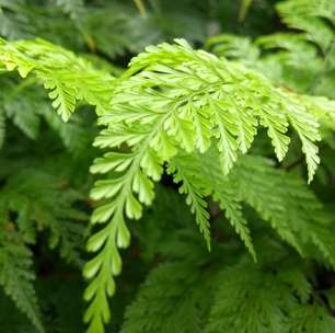 5 plantas fáceis de cuidar para ter em casa e deixar o ambiente mais verde