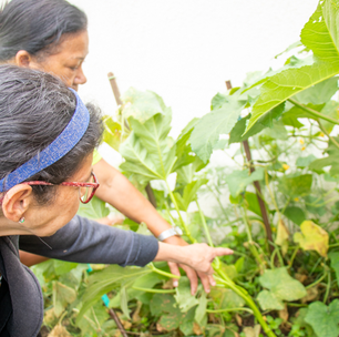 Horta Comunitária no CRAS promove vínculos em Curitiba