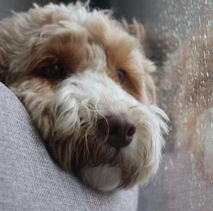 Lambedura excessiva e fome fora de hora? Pode ser ansiedade no seu pet