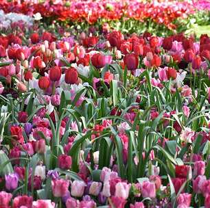 Exuberância das tulipas: forma, colorido e simbolismo