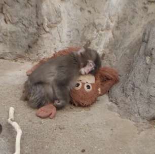 Depois da rejeição ao macaquinho Punch, saiba quais são os animais mais carinhosos com seus filhotes