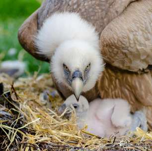 Conservação impulsiona volta dos abutres na Bulgária