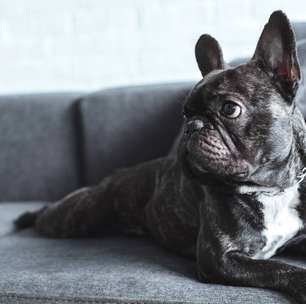 Como se livrar de carrapatos e proteger a família e os pets