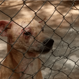 Prefeitura de Salto passa a dar multa de R$ 50 mil para quem cometer maus-tratos a animais