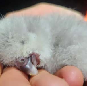 Filhote de kkp nasce na Nova Zelândia e reacende esperança para espécie rara