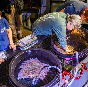 Cientistas recriam estrela-do-mar para salvar algas nos EUA