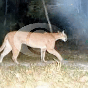 Mulher desce em ponto de ônibus em São Roque e encontra onça-parda. "Assustador"