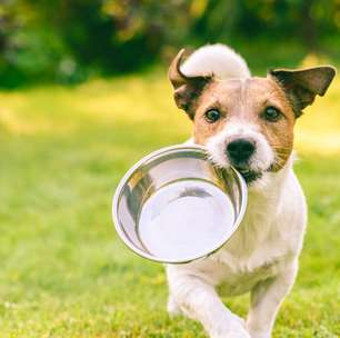 Alimentação natural ou ração: qual é a melhor escolha para os pets?