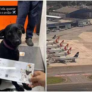 Caos em Congonhas: Cachorra foge para a pista e paralisa aeroporto em São Paulo