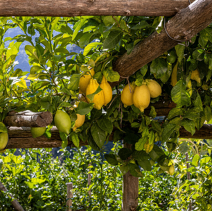 Este especialista em plantas alerta: "Se você tem um limoeiro, nunca deve deixar esses brotos crescerem"