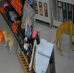 Cadela 'invade' pet shop, abocanha saco de ração e foge antes de dona impedir 'furto' no RJ