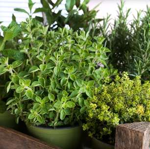 O que a ciência escondeu: a planta simples que melhora o colesterol e previne problemas cardíacos