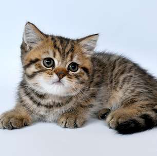 Vai adotar um pet? O que fazer nos primeiros dias