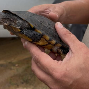 Cágado amarelo e cobras-cegas são soltos na Área de Proteção Ambiental de Maricá