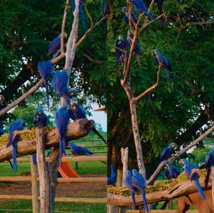 Fotógrafo faz lindo registro de 'árvore de araras-azuis' no Pantanal