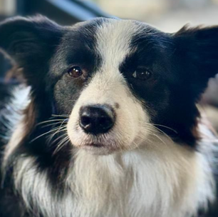 Cachorra é resgatada após passar ao menos dois dias presa em carro em Copacabana