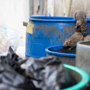 Ratos à solta: por que grandes cidades nunca conseguem exterminá-los?