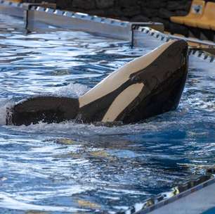 O segredo das orcas: por que não são baleias