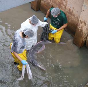 Veja fotos de boto-cor-de-rosa, que foi resgatado após ficar encalhado em canal de Belém