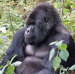 Pesquisa mostra que gorilas-da-montanha passam pela menopausa