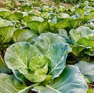 Quer uma horta doméstica produtiva? Veja o passo a passo