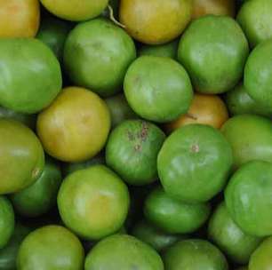 Nativo da Caatinga, umbu conquista a ciência com múltiplos benefícios à saúde