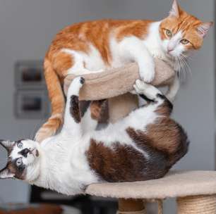 Páscoa também é para eles: como incluir seu pet com segurança