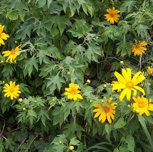 Titônia em foco: planta invasora sufoca vegetação nativa e ameaça o Cerrado
