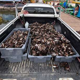Inea apreende 200 quilos de mexilhão em operação contra extração irregular em Niterói