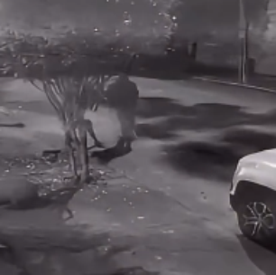 Capivara é agredida por grupo de 8 homens na Zona Norte do Rio