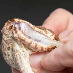 Serpente causa surpresa ao nascer com 3 presas venenosas