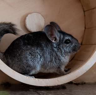 Chinchila: 10 curiosidades sobre esse pequeno roedor