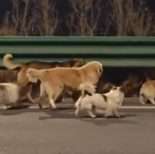 Cães roubados para açougue clandestino fogem e percorrem 17 km até reencontrar os tutores; veja vídeo