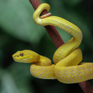 Urina de cobra pode levar a melhores tratamentos para cálculos renais e gota