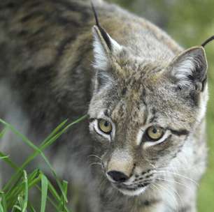 'Gritei para ele soltar Marie-Thérèse': francesa mata lince para salvar galinha e caso vai parar na Justiça
