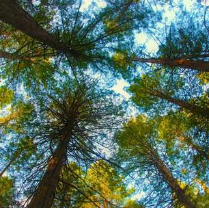 A Nova Zelândia plantou milhões de pinheiros para salvar suas montanhas; agora, gastou 150 milhões de dólares para impedir que isso acontecesse