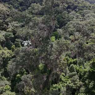 Mata Atlântica recupera 1,67 milhão de hectares em 10 anos