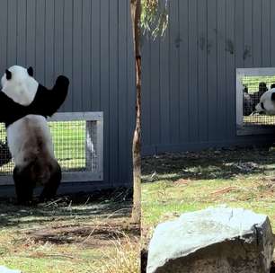 Pandas gigantes encantam internautas ao 'flertarem' em zoológico nos EUA