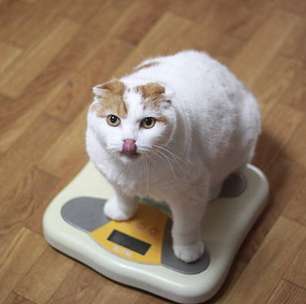 Implante de GLP-1 pode ajudar animais de estimação com sobrepeso