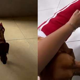 Cão queimado com líquido mostra evolução e aparece brincando: 'Melhorando a cada dia'