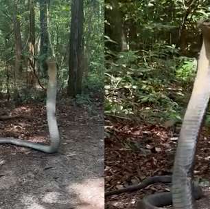 Pesquisadora encontra cobra de quase 4 metros na Tailândia: 'Foi bem assustador no começo'