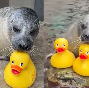 Foca de 32 anos viraliza ao demonstrar seu amor por patos de borracha