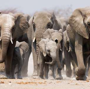 Gestação prolongada: como a longa gravidez do elefante garante a sobrevivência dos filhotes