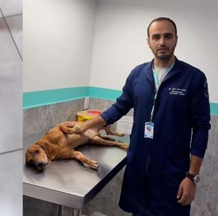 Cão queimado recebe alta e ganha novo lar: 'Grande alegria'