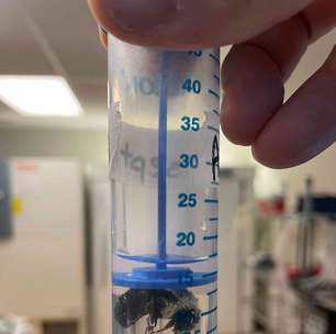 Cientistas descobrem como abelhas-rainhas conseguem respirar debaixo d'água durante dias