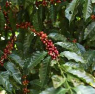 Proximidade de Colheita Pressiona Preços do Café no Brasil, Diz Cepea