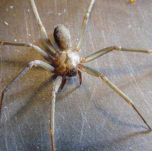 Cientistas revelam o mecanismo mortal que o veneno de uma aranha usa para atacar as células humanas