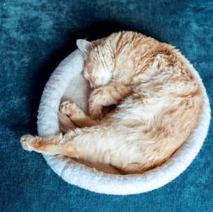 8 curiosidades sobre o sono dos gatos que vão te surpreender